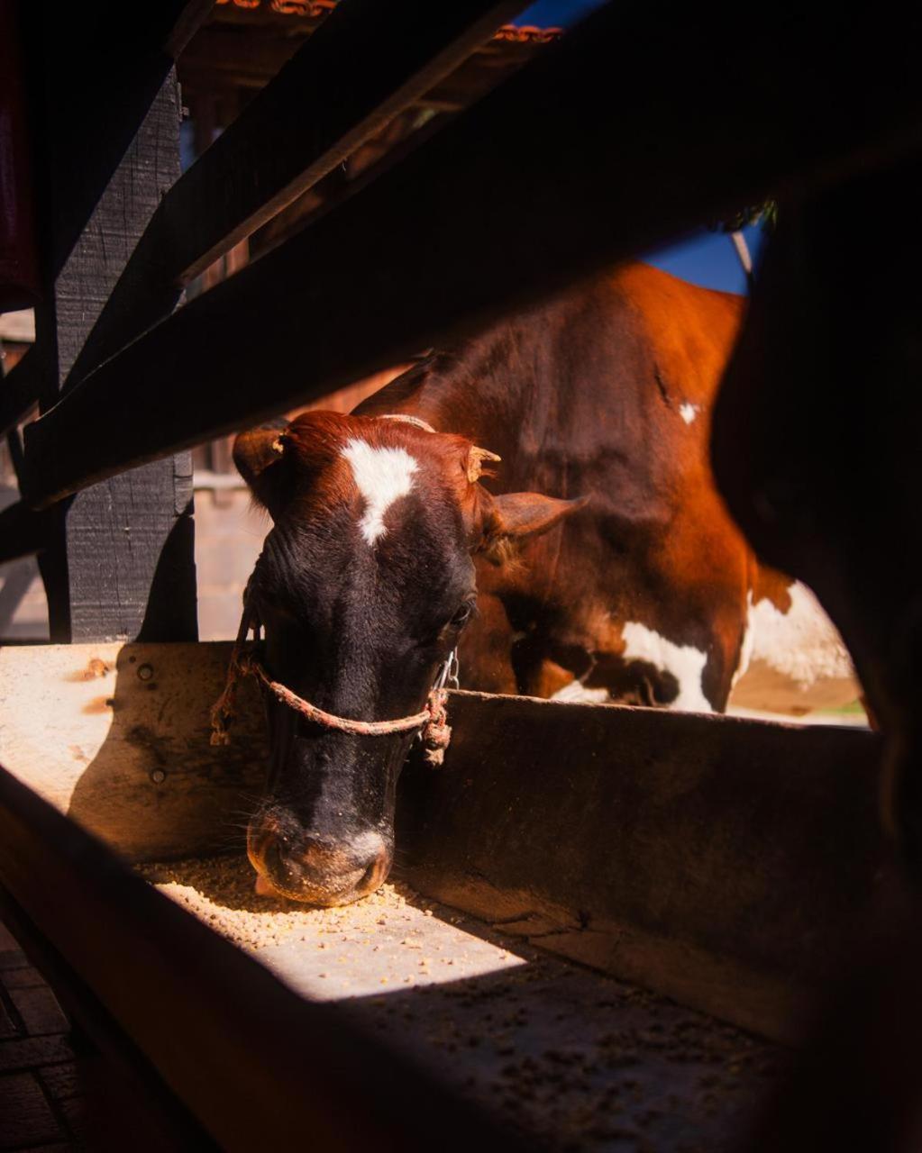 Hotel Fazenda Igarapes ภายนอก รูปภาพ